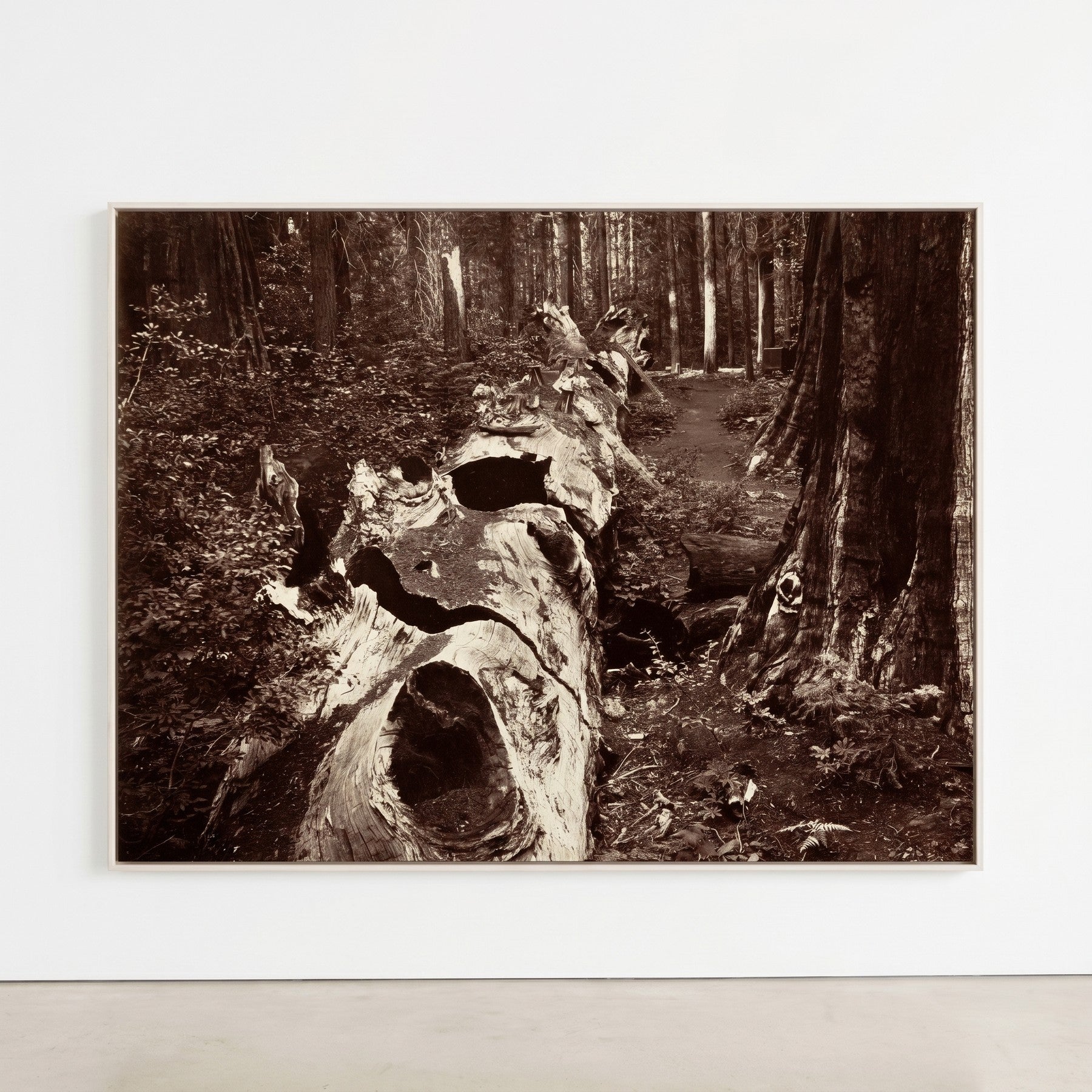 The Father of the Forest, Calaveras Grove Landscape canvas wall art shown in a styled room by Carleton E. Watkins (view 5)