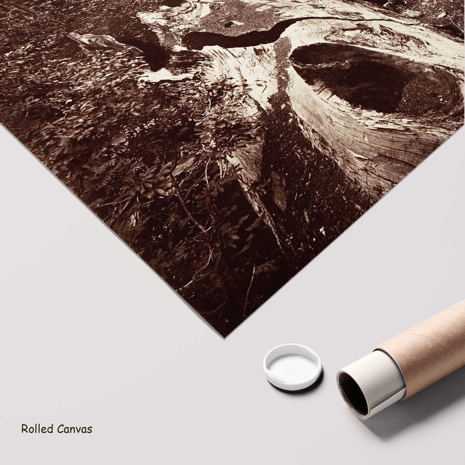 The Father of the Forest, Calaveras Grove Landscape art as a rolled canvas print