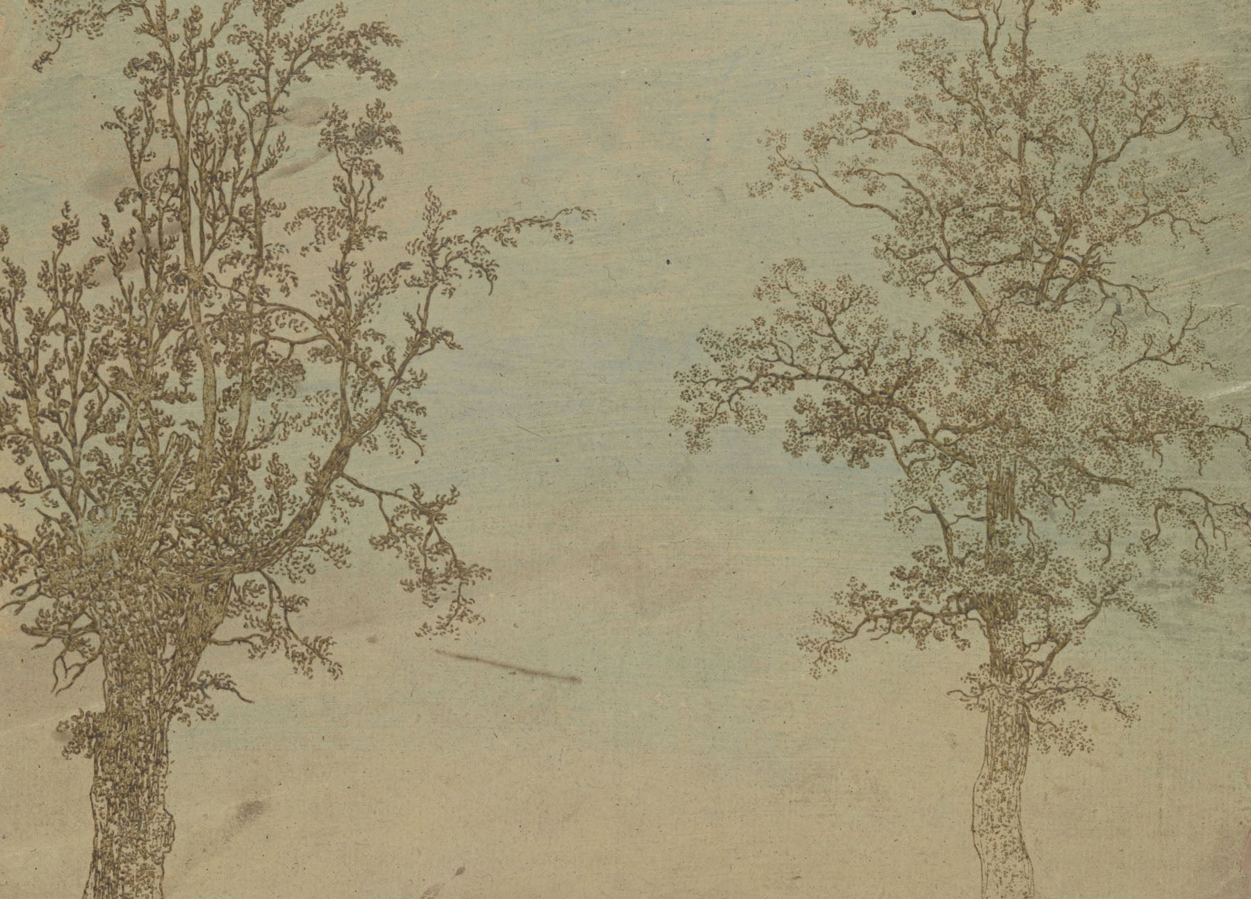 Two Trees: An Alder and an Ash — Large Botanical Line-Art canvas wall art by Hercules Segers