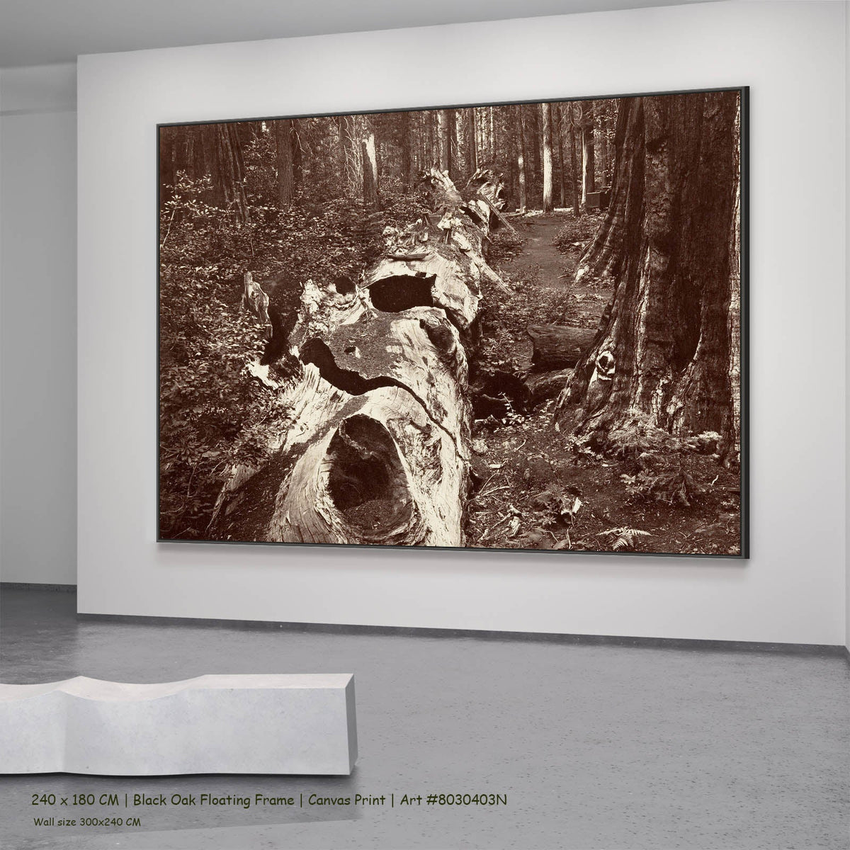 Carleton E. Watkins — The Father of the Forest, Calaveras Grove Landscape canvas wall art in a black oak floating frame,…