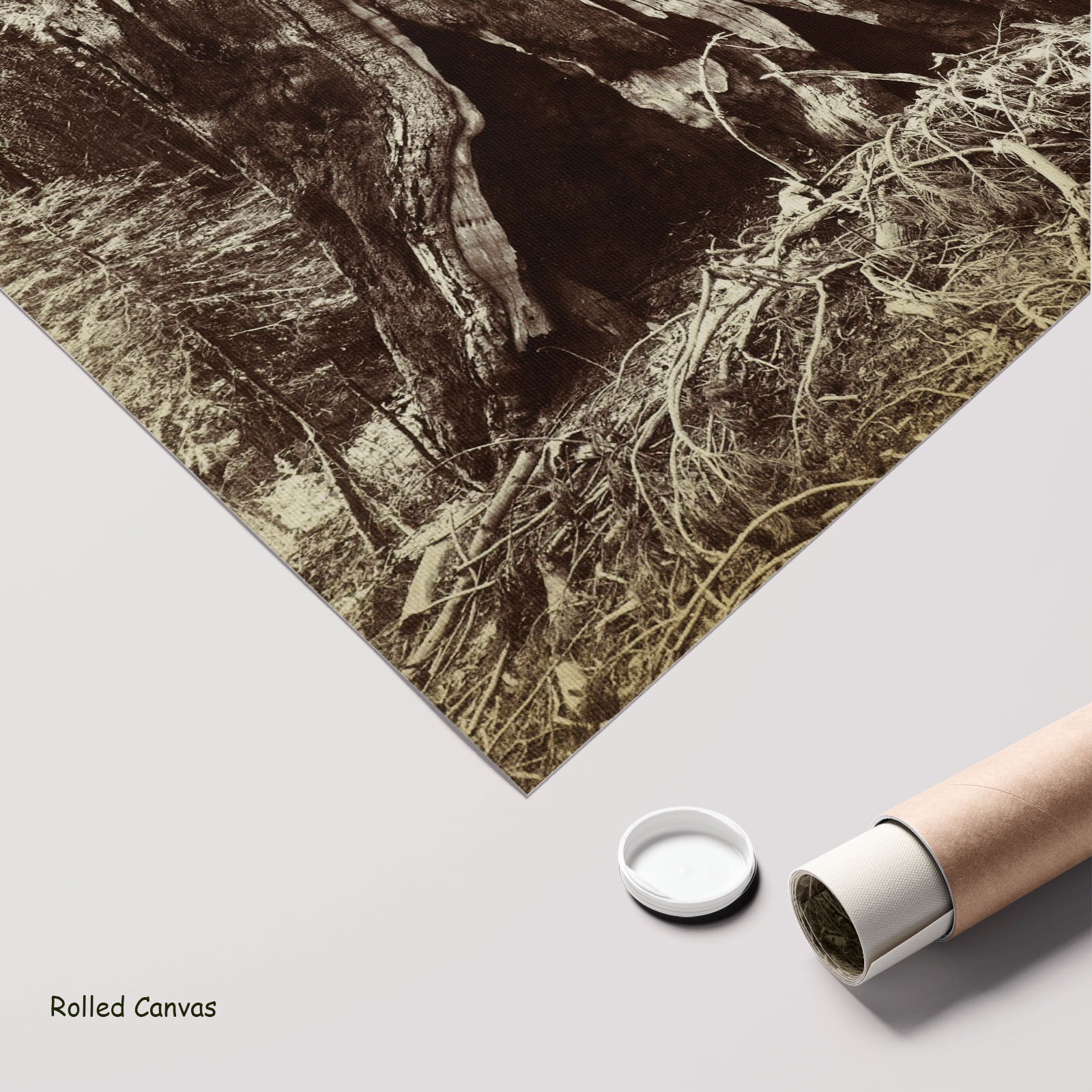 Stam van een mammoetboom by Anonymous as a large rolled brown and white Photography canvas print