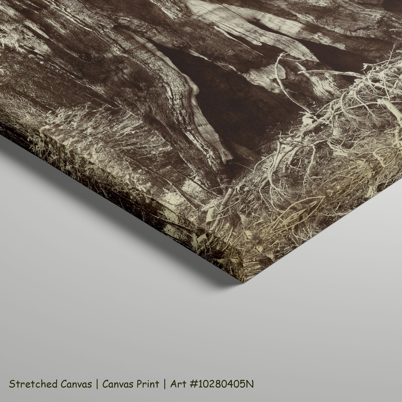 Stam van een mammoetboom by Anonymous as a large stretched brown and white Photography canvas print
