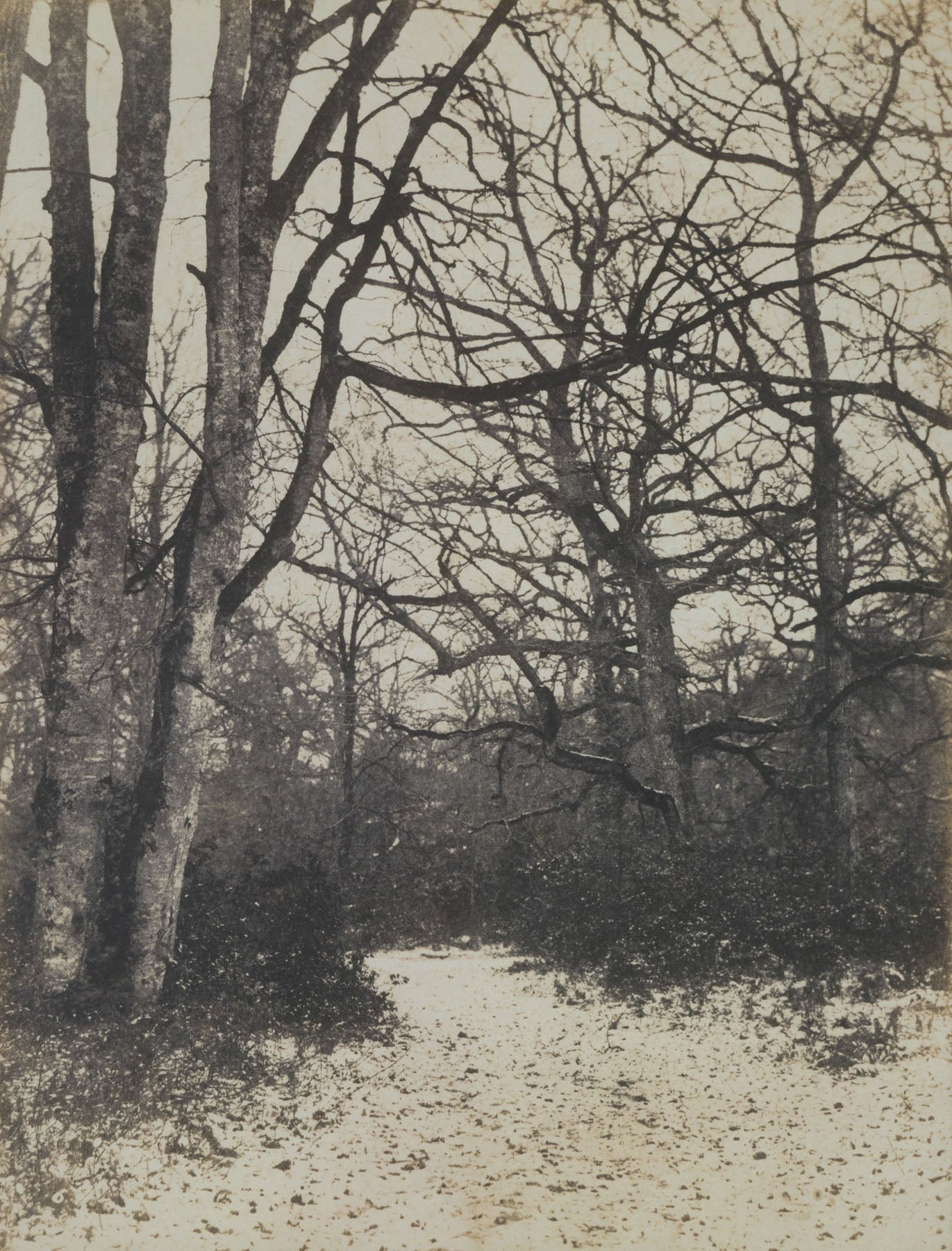 Fontainebleau Forest — Tall Forest Landscape canvas wall art by Eugène Cuvelier
