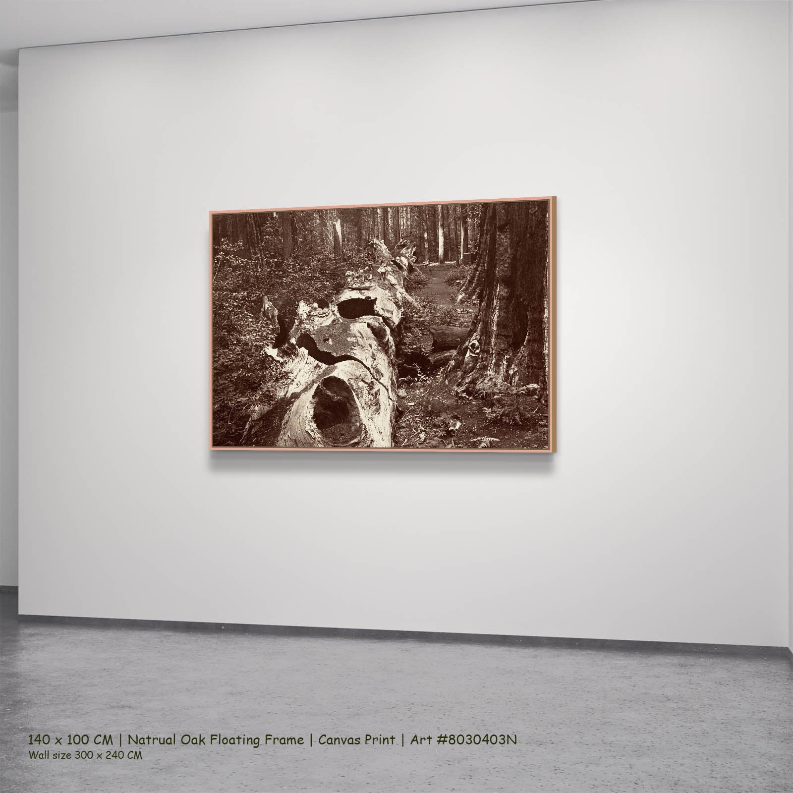 The Father of the Forest, Calaveras Grove Landscape canvas wall art in a natural oak floating frame, 140 × 100 cm