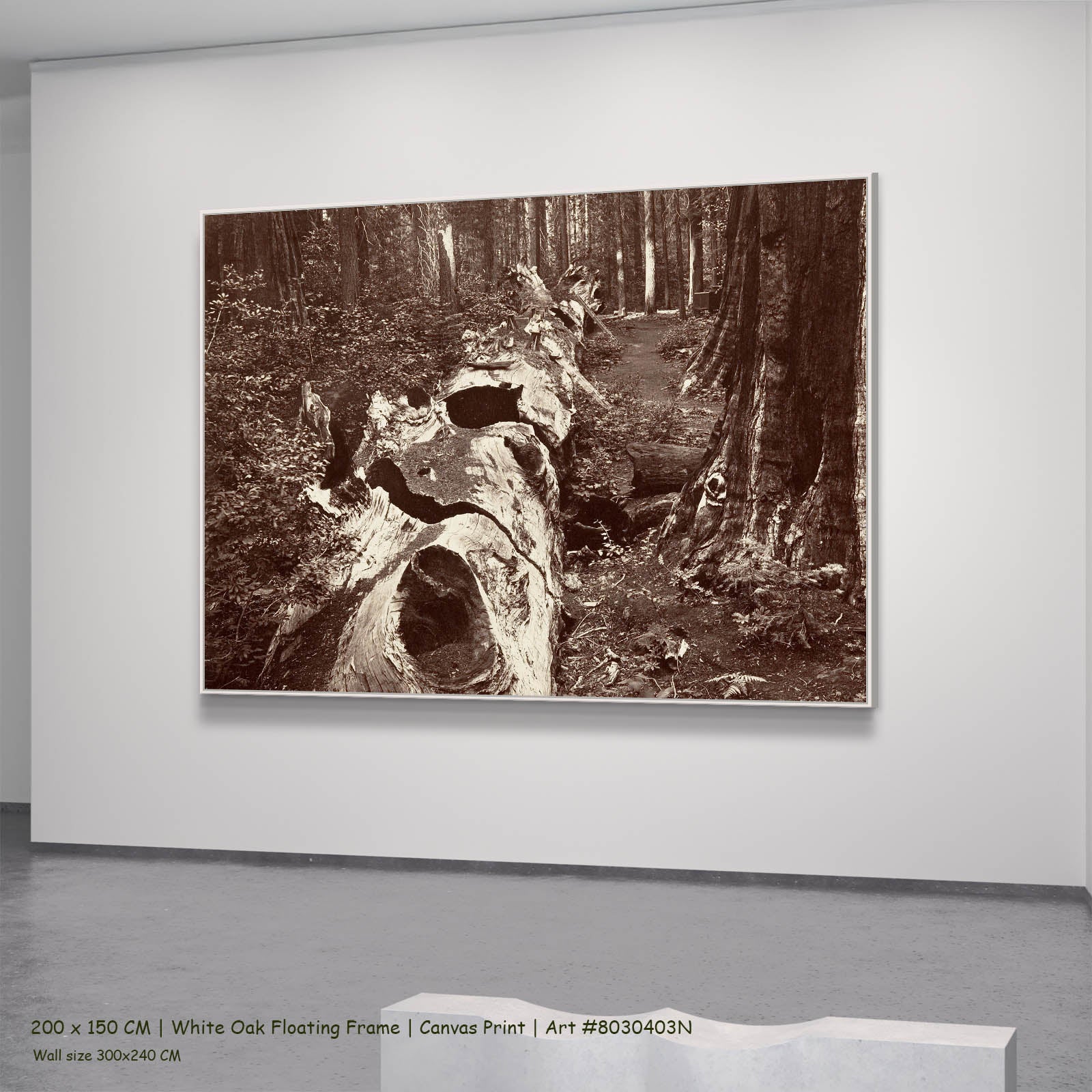 The Father of the Forest, Calaveras Grove Landscape canvas wall art in a white oak floating frame, 200 × 150 cm