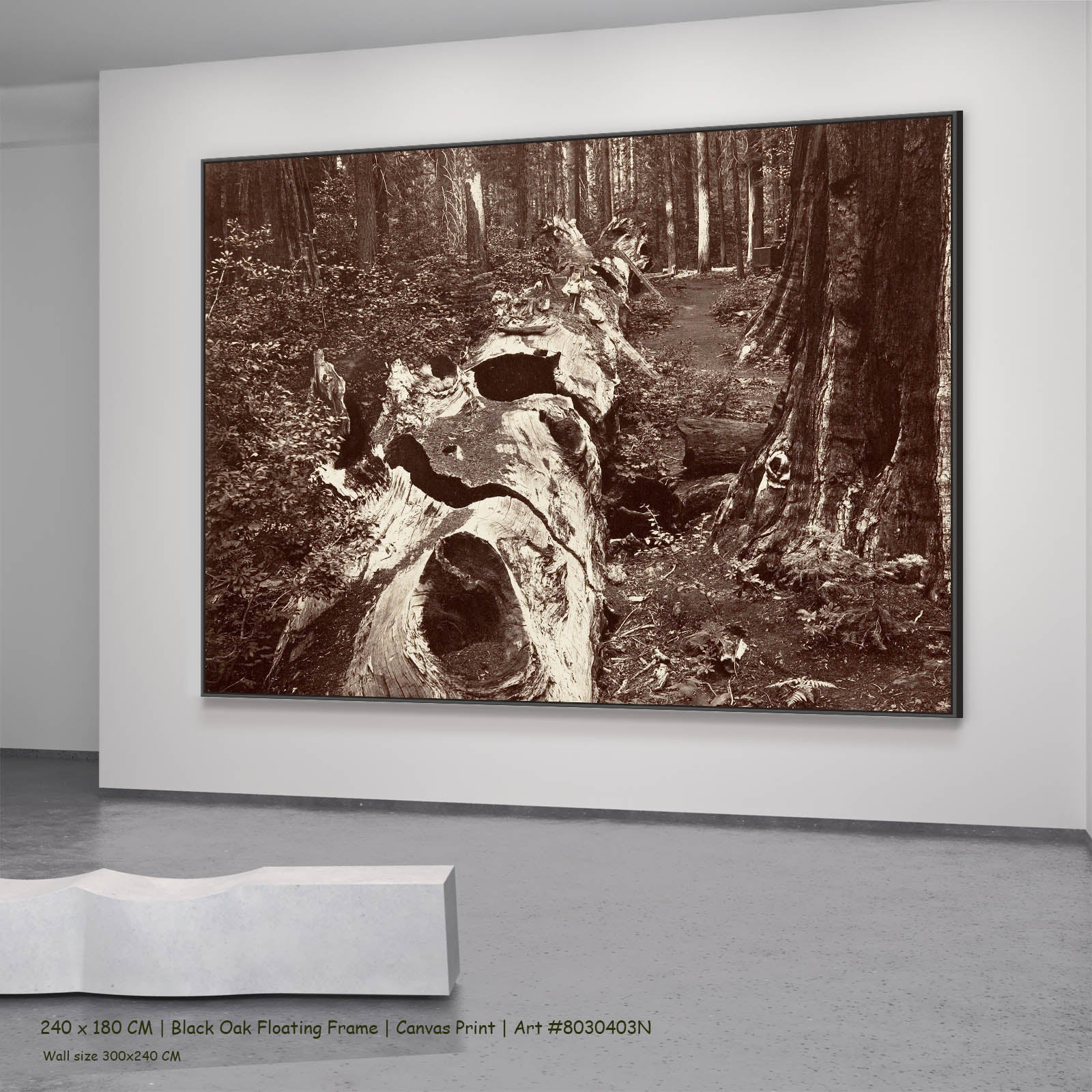 The Father of the Forest, Calaveras Grove Landscape canvas wall art in a black oak floating frame, 240 × 180 cm