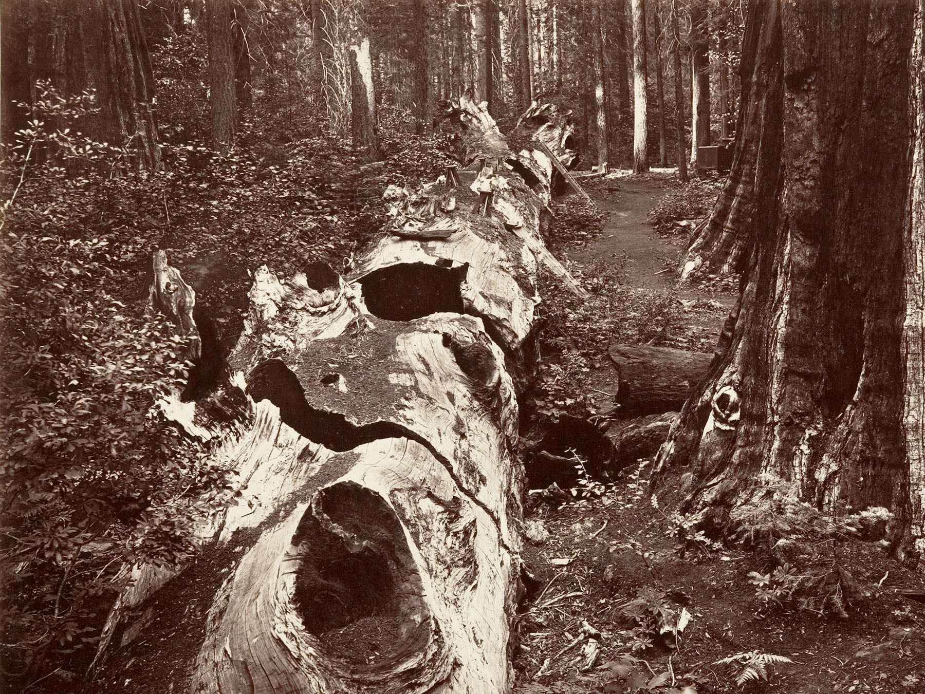 The Father of the Forest, Calaveras Grove — Large Forest Landscape canvas wall art by Carleton E. Watkins