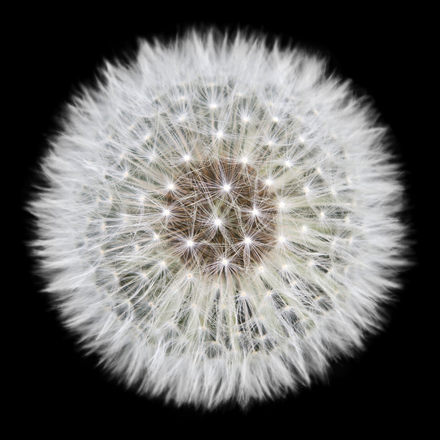 Dandelion — Black & White Photography canvas wall art